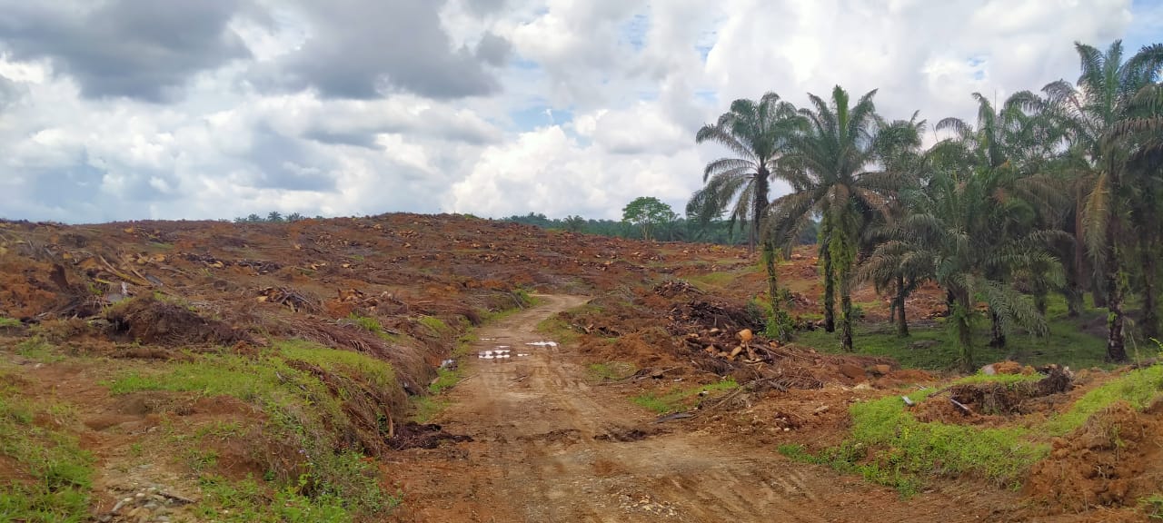 Pengerjaan Replanting Dinilai Asal-asalan, Petani Kecewa