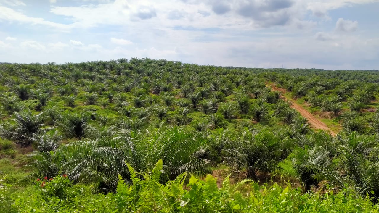 Petani Sawit di Daerah ini Bakal Punya PKS Sendiri