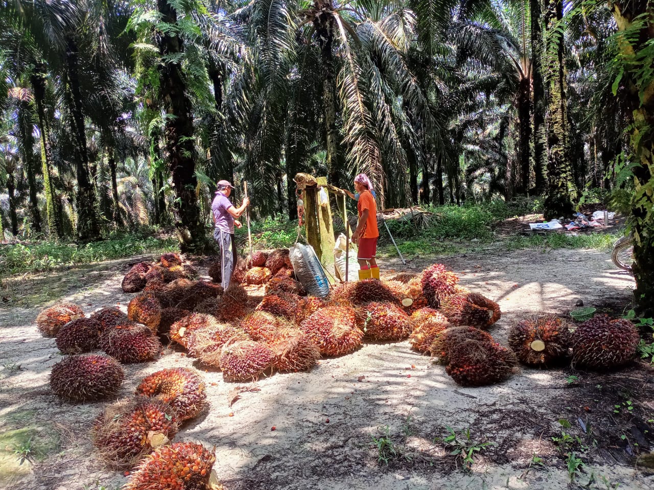 Harga TBS Jambi Melorot Lagi