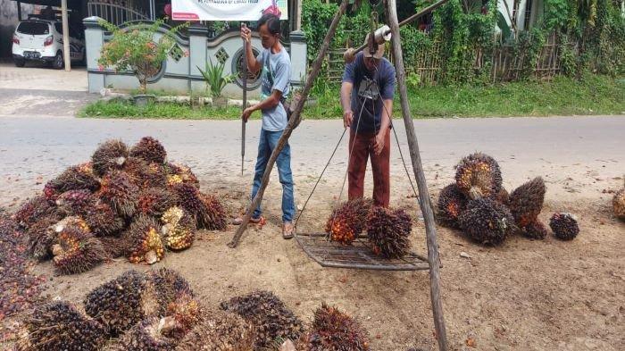 Harga TBS di Daerah ini Naik Dua Kali Lipat dari Biasanya