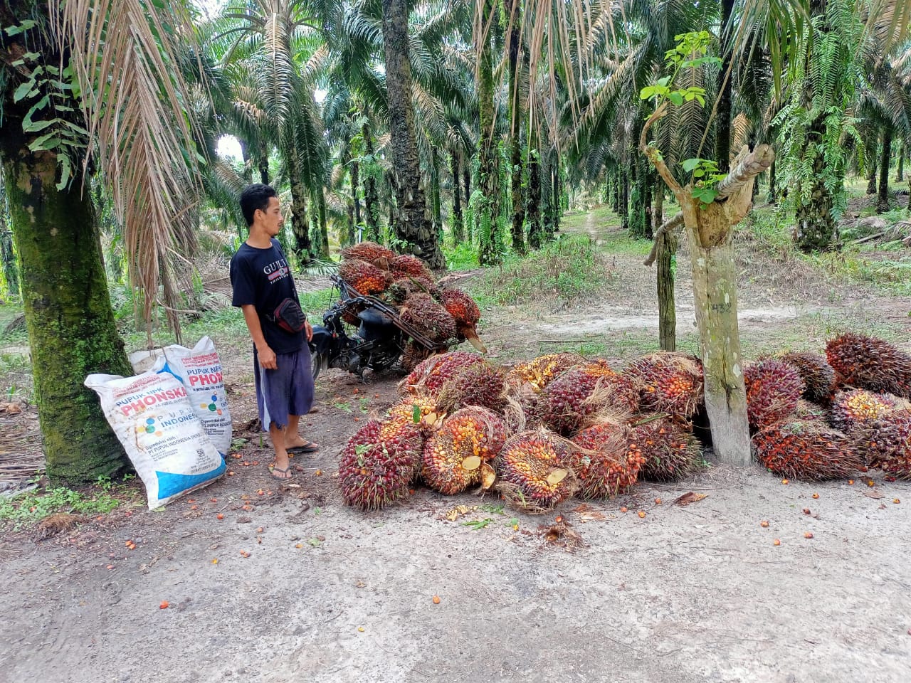 Martabat dan Posisi Tawar Petani Swadaya Harus Terus Diperkuat