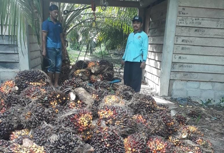 PKS Tanpa Kebun Ganggu Kelembagaan Petani Kelapa Sawit