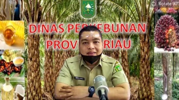 Harga Sejumlah Komoditi Perkebunan di Riau Stabil, Ini Rinciannya