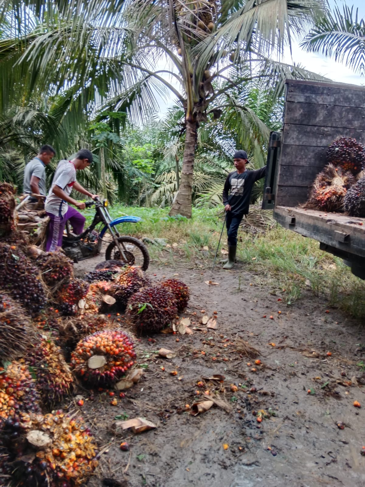 PKS Tanpa Kebun Bisa Jadi Induk Petani Swadaya