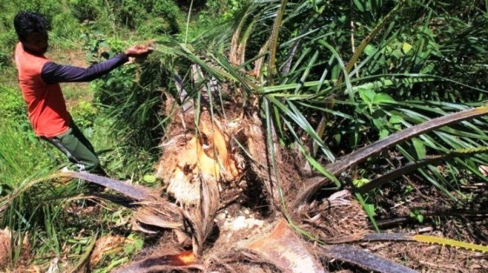 Gajah Ngamuk Merusak Kebun Sawit Warga