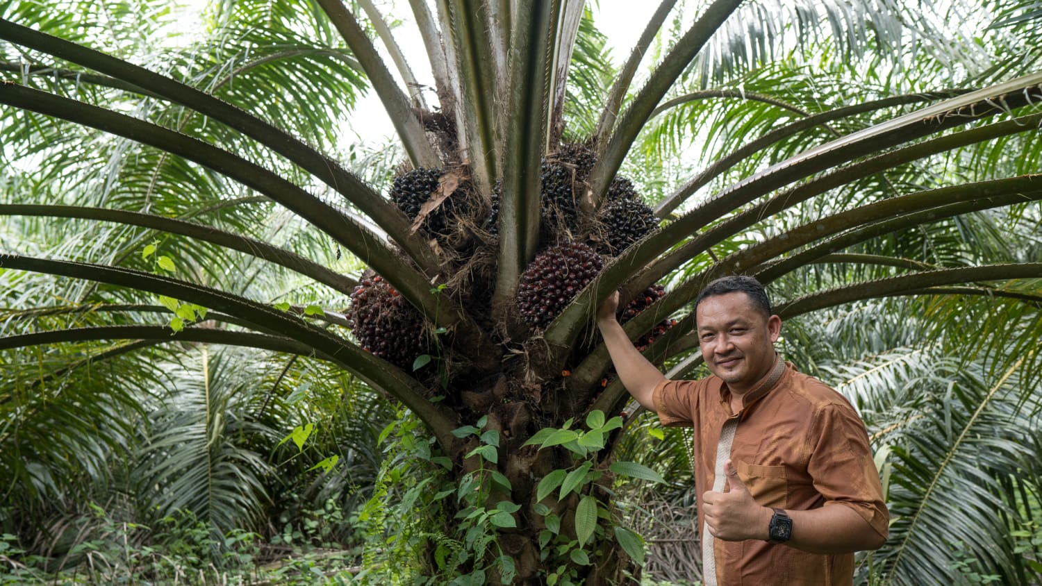 Petani Sawit Masih Sanggup Beli Pupuk Kimia Meski Mahal