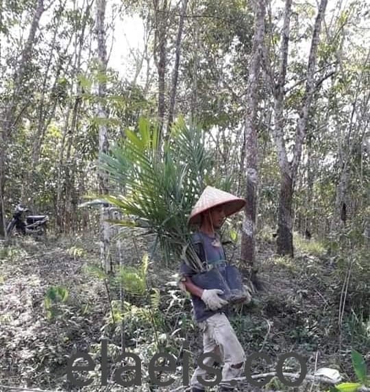 Gara-gara bioavtur, Ratusan Warga Berhenti jadi Petani Karet