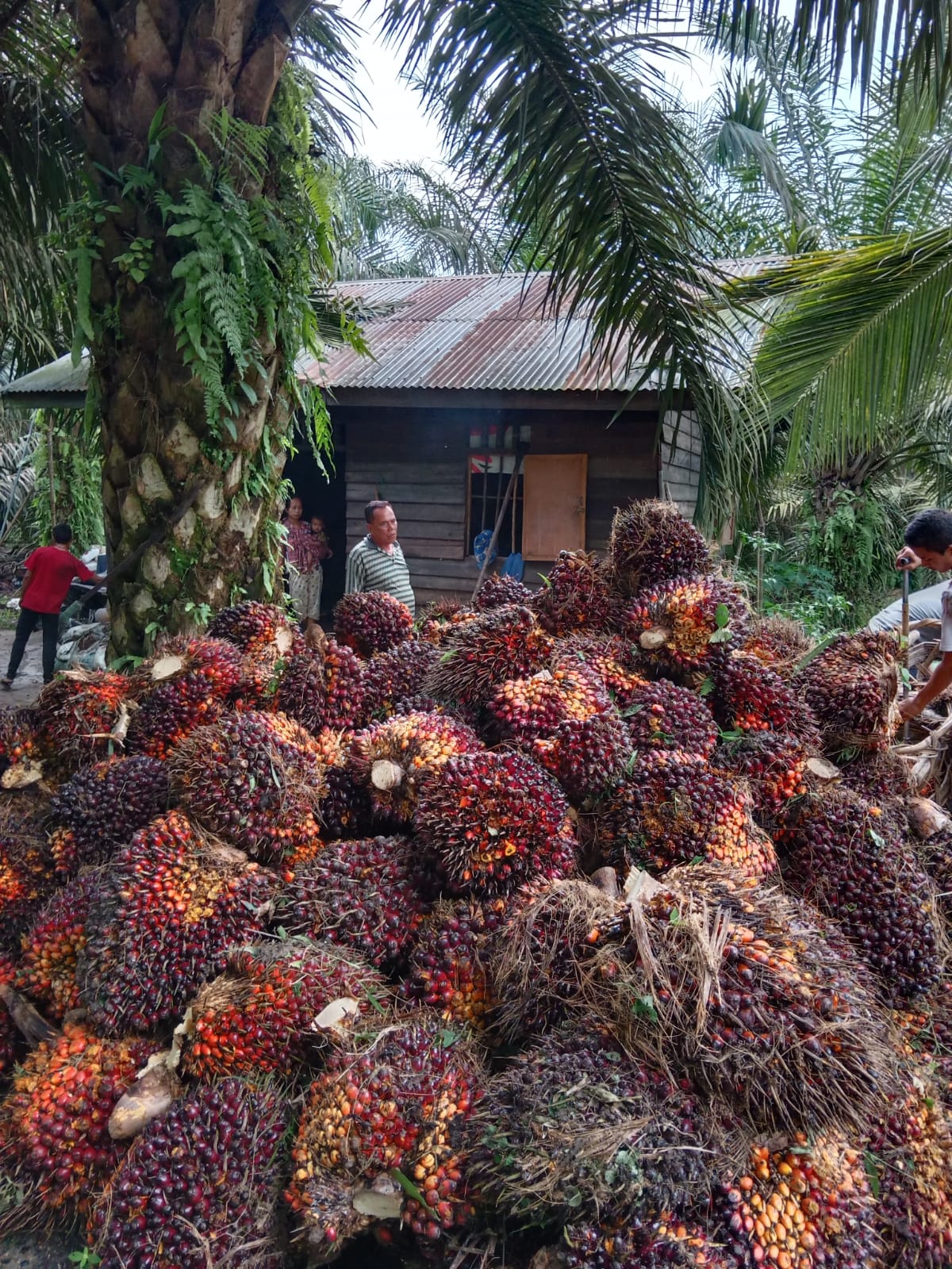 Petani Ikut PSR di Penajam Bisa Dihitung Jari, Sawitnya Masih Muda