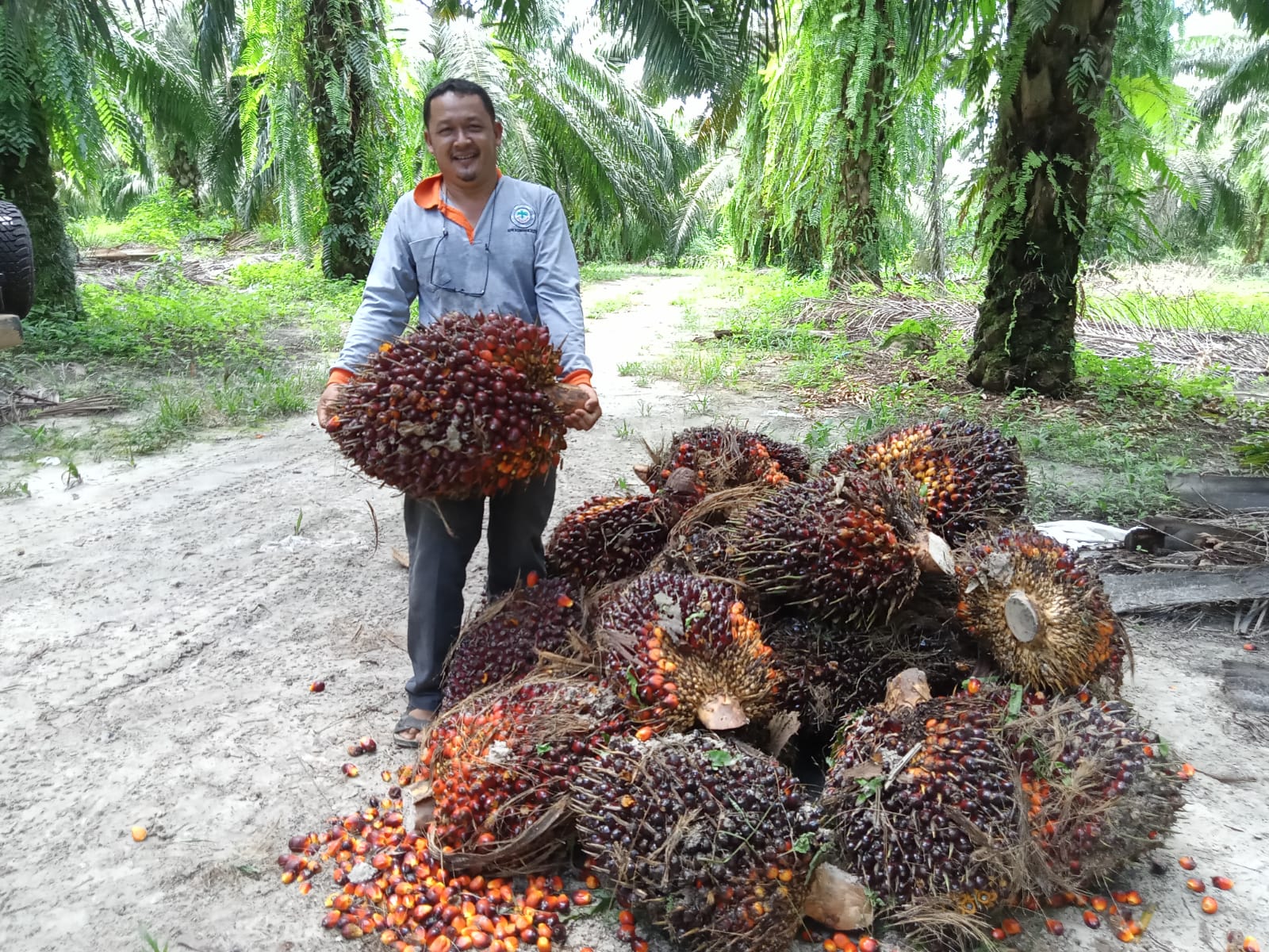 Petani Sawit di Penajam Masih Sulit Bermitra dengan PKS