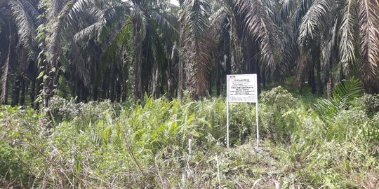 Kejagung Ungkap Mafia Tanah Ubah Hutan Bakau Jadi Kebun Sawit