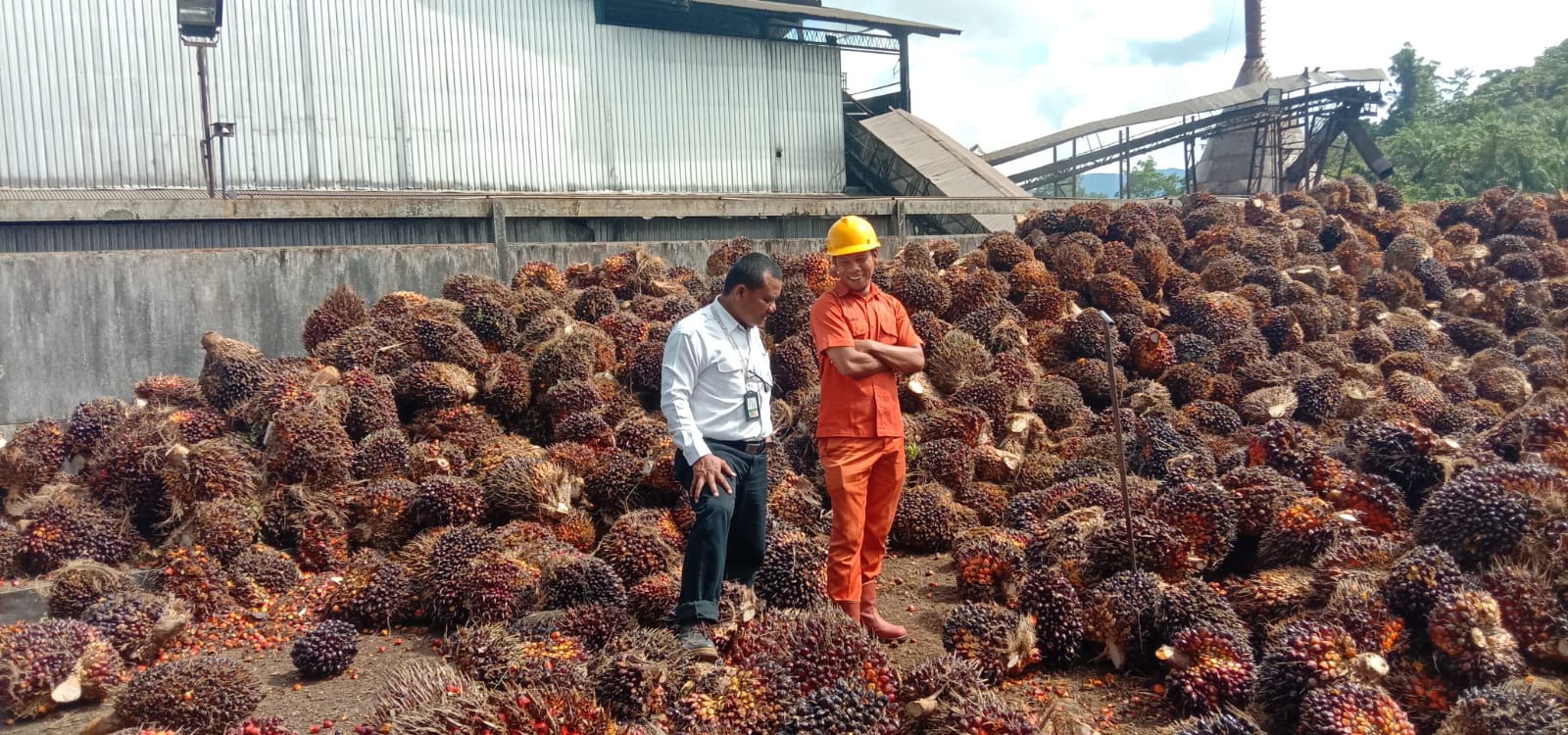 Akhirnya Harga Resmi TBS Babel Lewati Level Rp 3.000/Kg