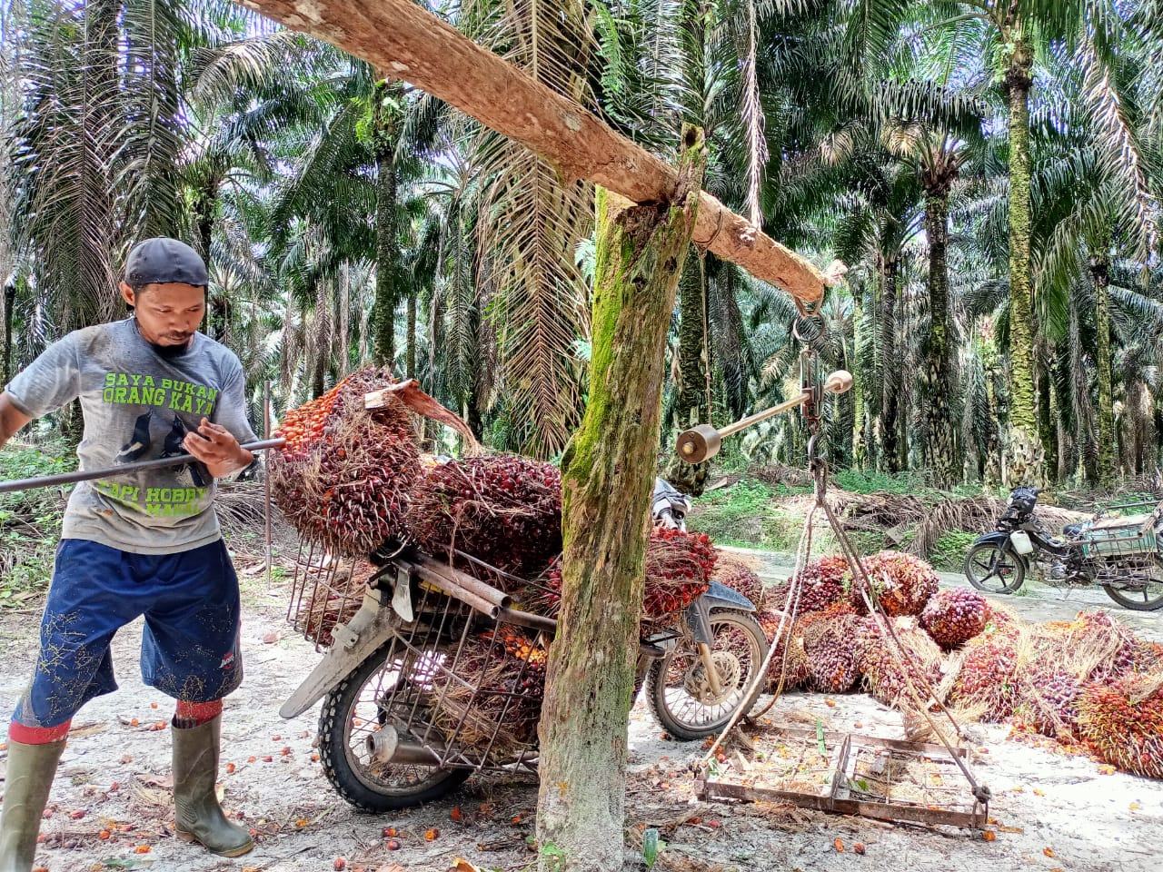 Harga Resmi TBS di Sumut Turun  Lagi