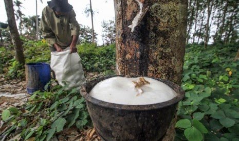 Harga Karet di Riau Cenderung Stagnan