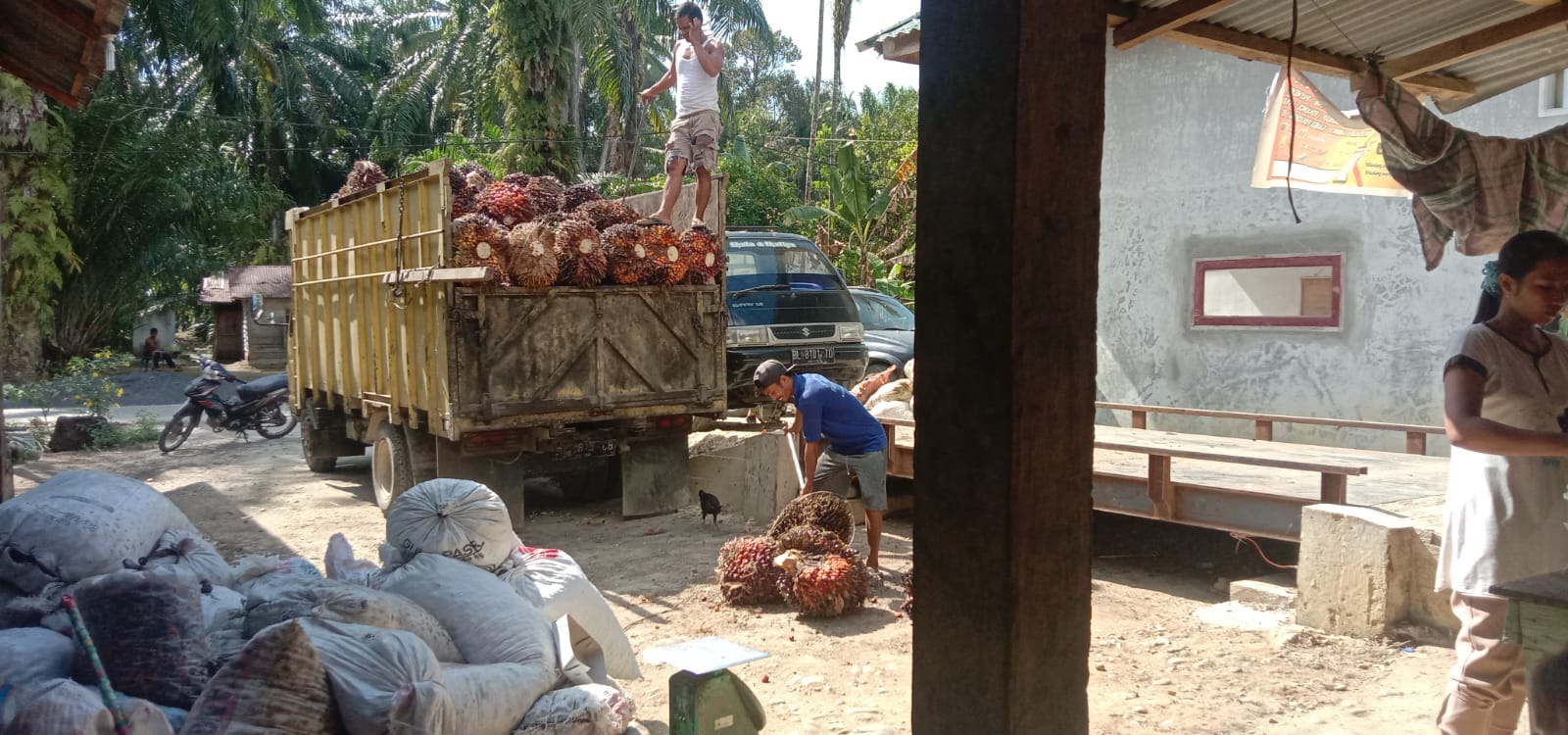 Makin Dalam, Harga TBS di Jambi Turun Lagi