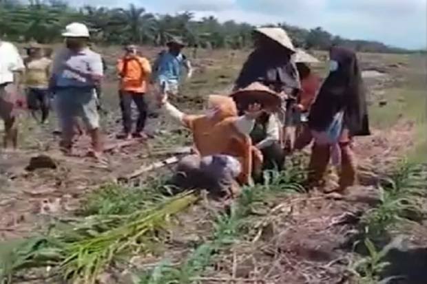 Perusahaan Sawit Ratakan Ladang Jagung, Petani Menangis