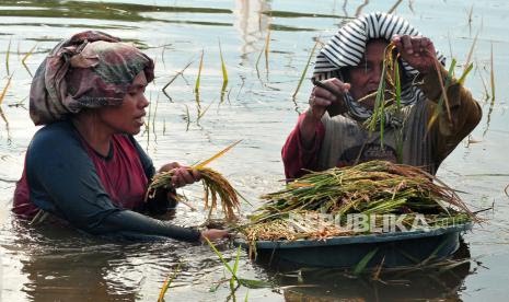 Ratusan Haktare Lahan Pertanian Terkena Banjir