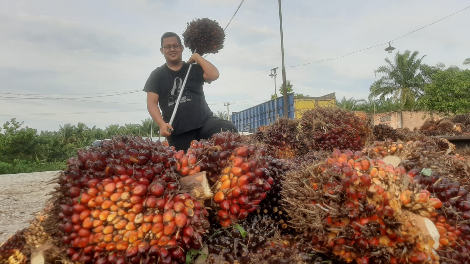 Tak Ada Lawan, Petani Sawit Sejahtera Sekarang