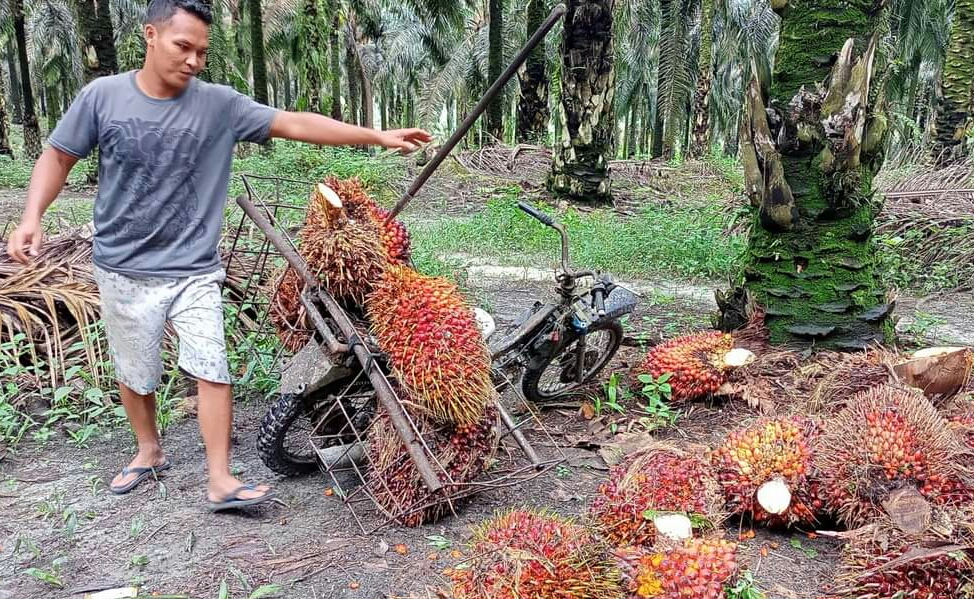 Harga TBS di Empat Daerah ini Kompak Turun Rp 100