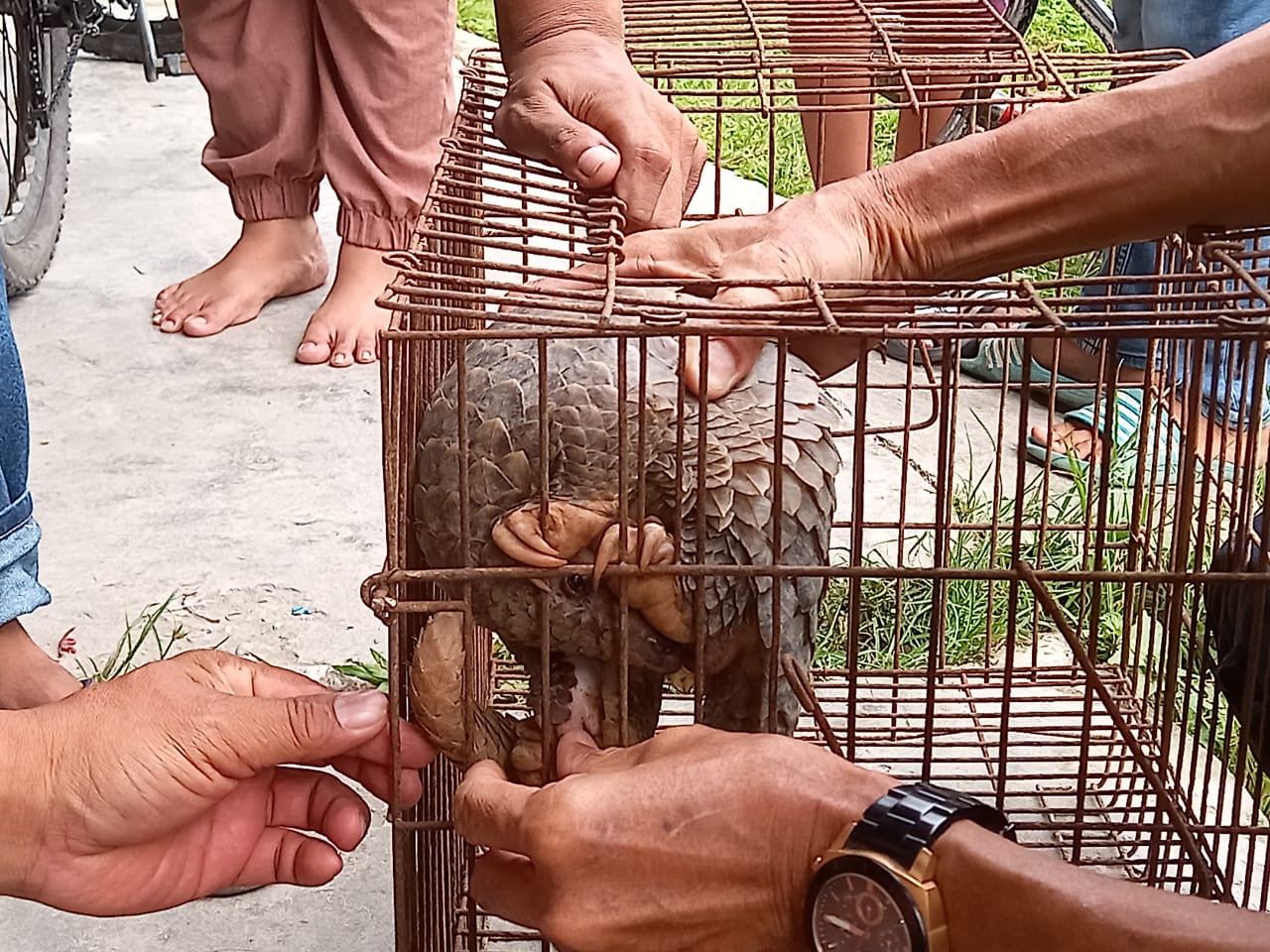 Warga Serahkan Tenggiling ke BBKSDA Riau, Begini Kondisinya