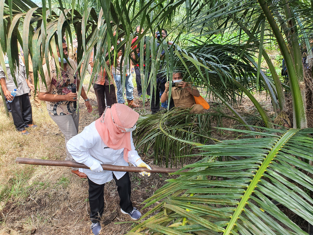 Sawit PSR Panen Perdana di Usia 29 Bulan