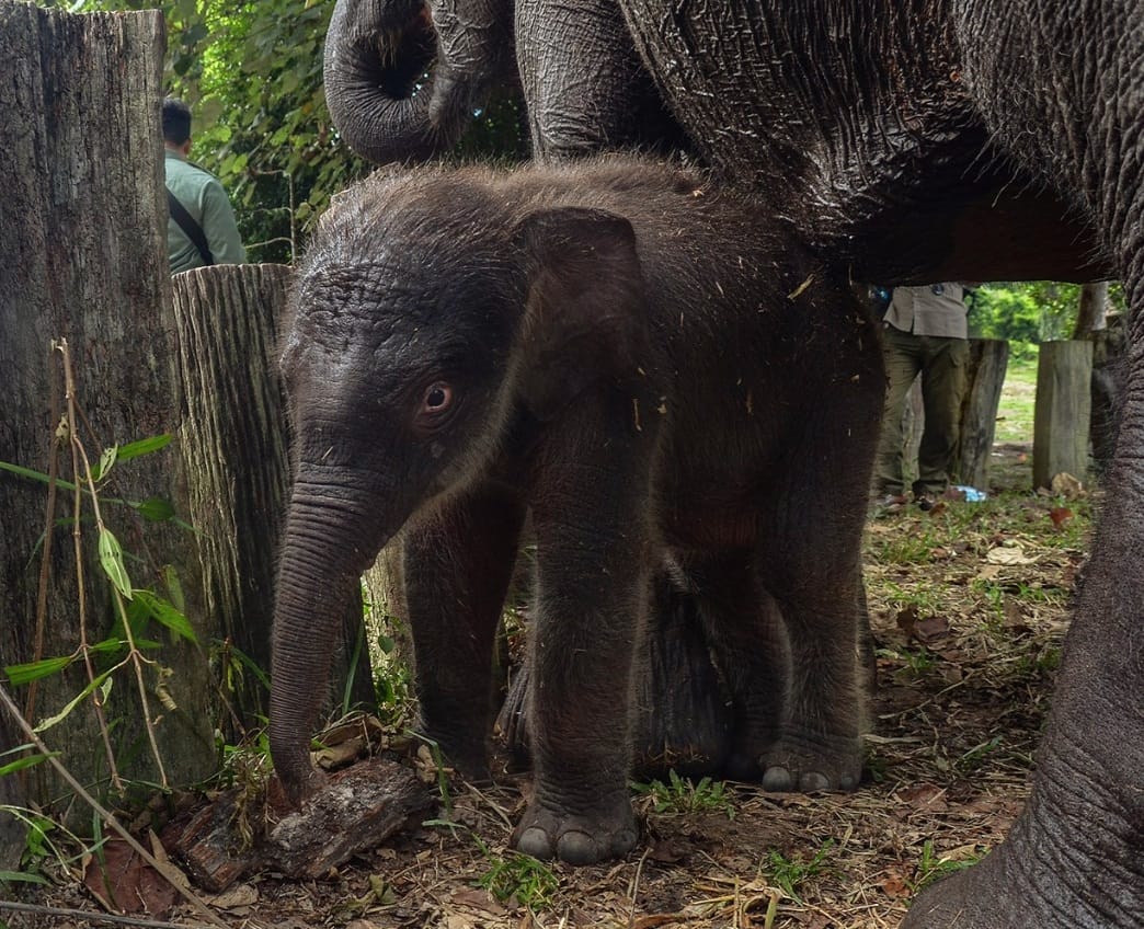 Bayi Gajah TNTN Bikin Hati Semua Orang Senang