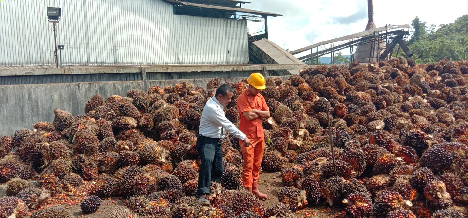 Petani Lega, Harga TBS di Daerah Ini Masih Bisa Naik