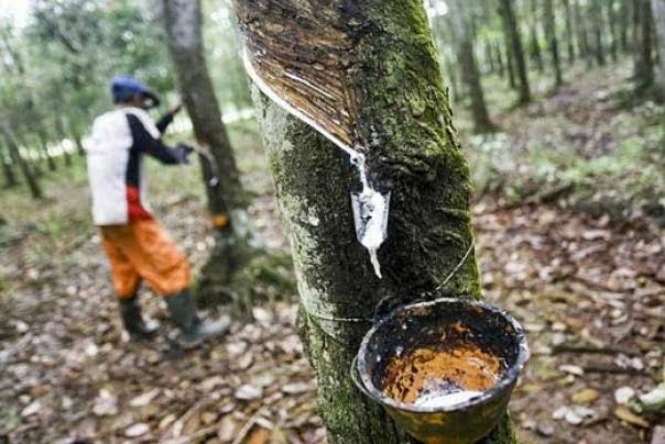 Petani Sawit Kelar, Giliran Hajat Petani Karet Dibereskan