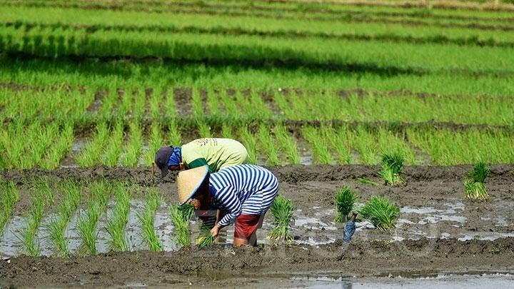 Perubahan Iklim Pengaruhi Hasil Pertanian