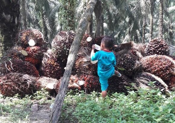 Leher Petani Sawit Dicekik Mafia Pupuk