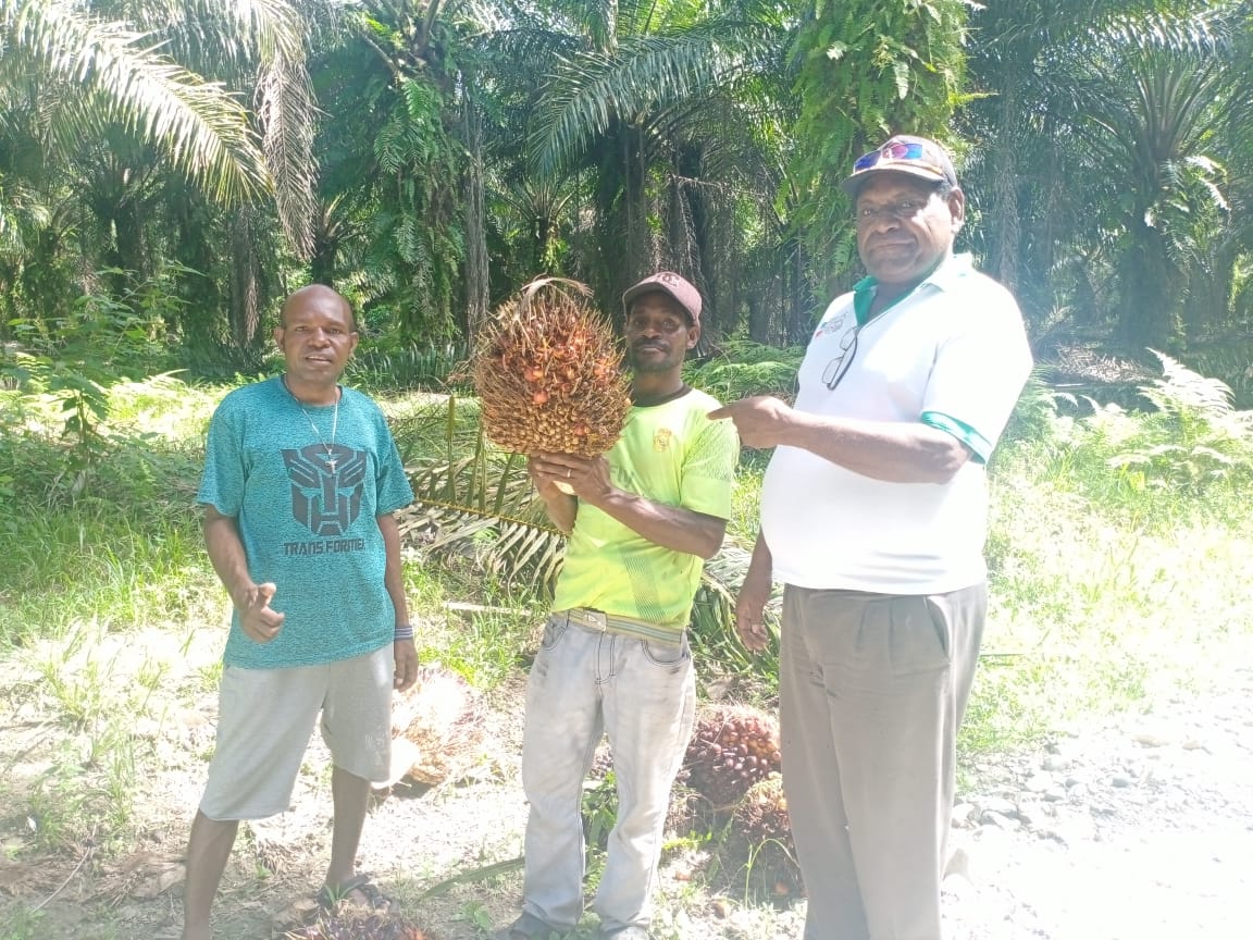 Petani Berharap Penurunan Harga TBS Tidak Terlalu Dalam