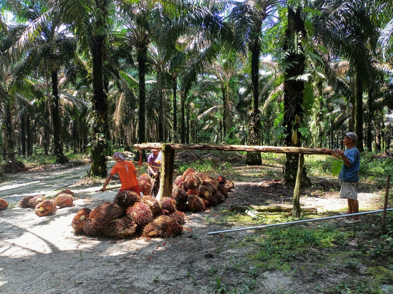 Peminat Kurang, Kebun Sawit Kekurangan Tenaga Kerja