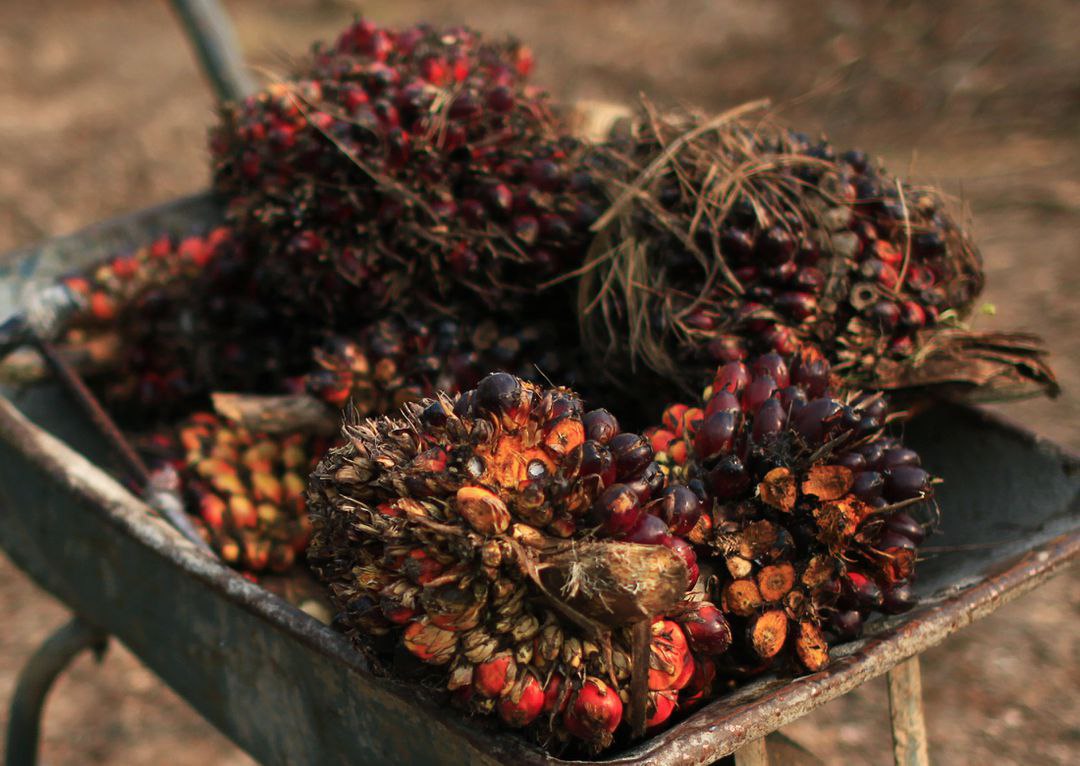 Menjaga Keberlanjutan, Petani Sawit Jangan Dilupakan