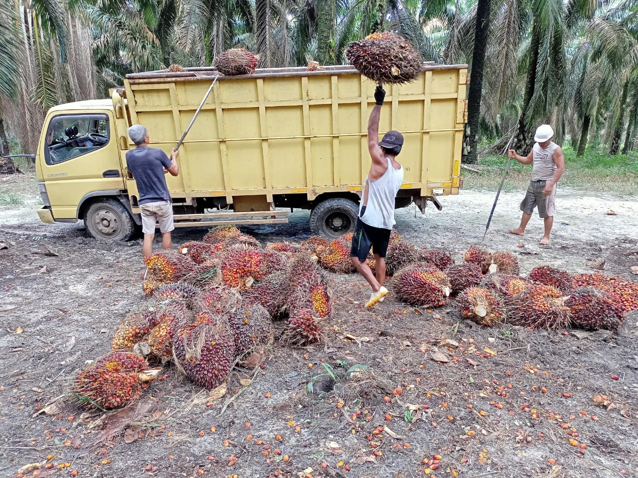 Kenaikan Harga TBS pun Dirasakan Petani di Seruyan