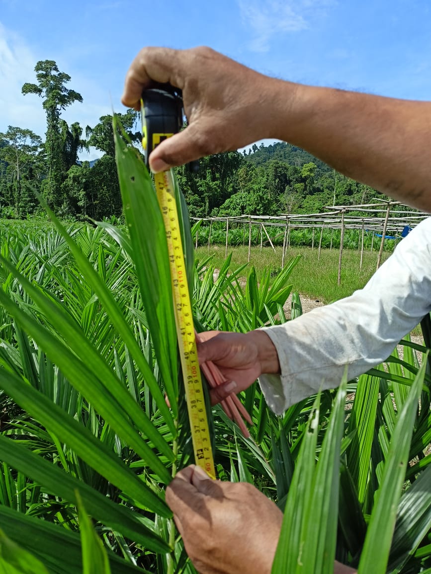 Petani Butuh Bibit Sawit, Disarankan Pengadaan Pakai Dana CSR