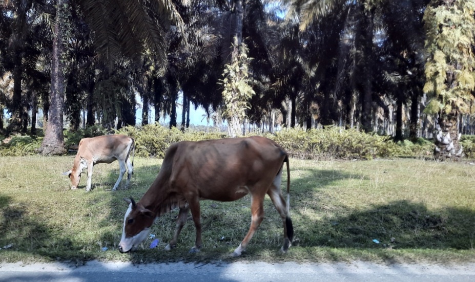 Saling Untung Antara Petani Sawit dengan Peternak Sapi