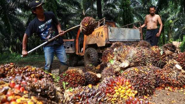 Harga Sawit Berkibar, Petani Jangan Foya-foya Yaa..