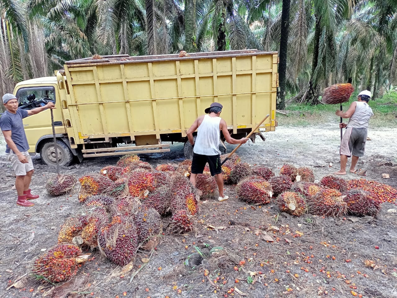 Cuma Satu PKS di Tiga Daerah ini yang Naikkan Harga TBS