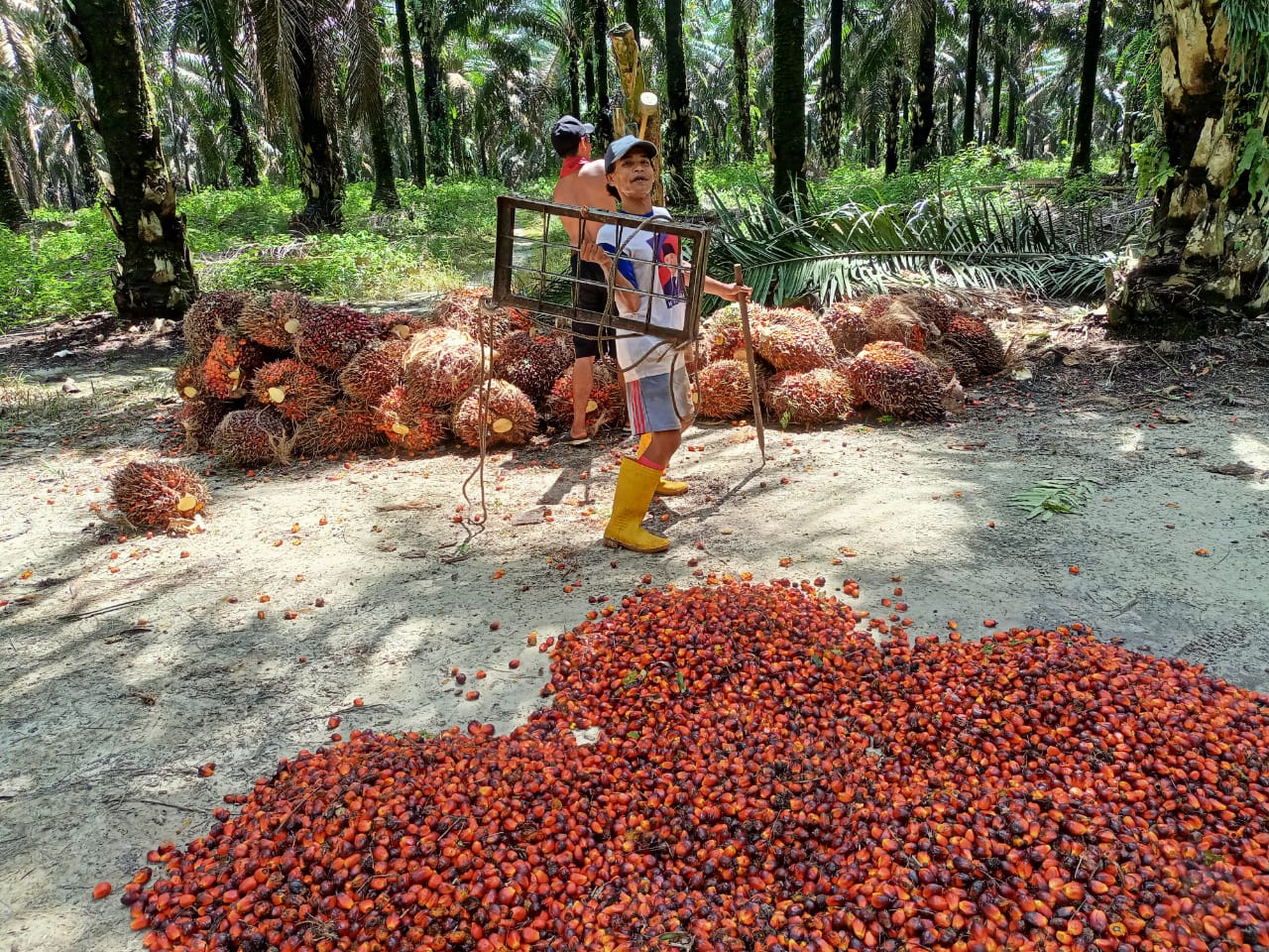 Melimpah, Toke Tak Berani Naikkan Harga