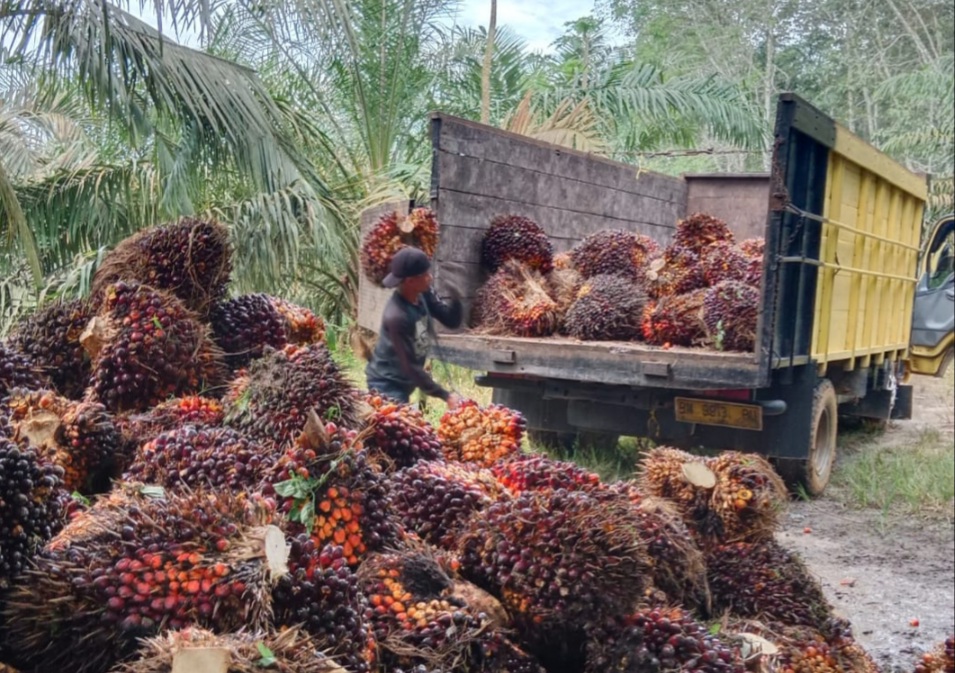 Harga Sawit Masih Berpotensi Naik, Begini Penjelasannya