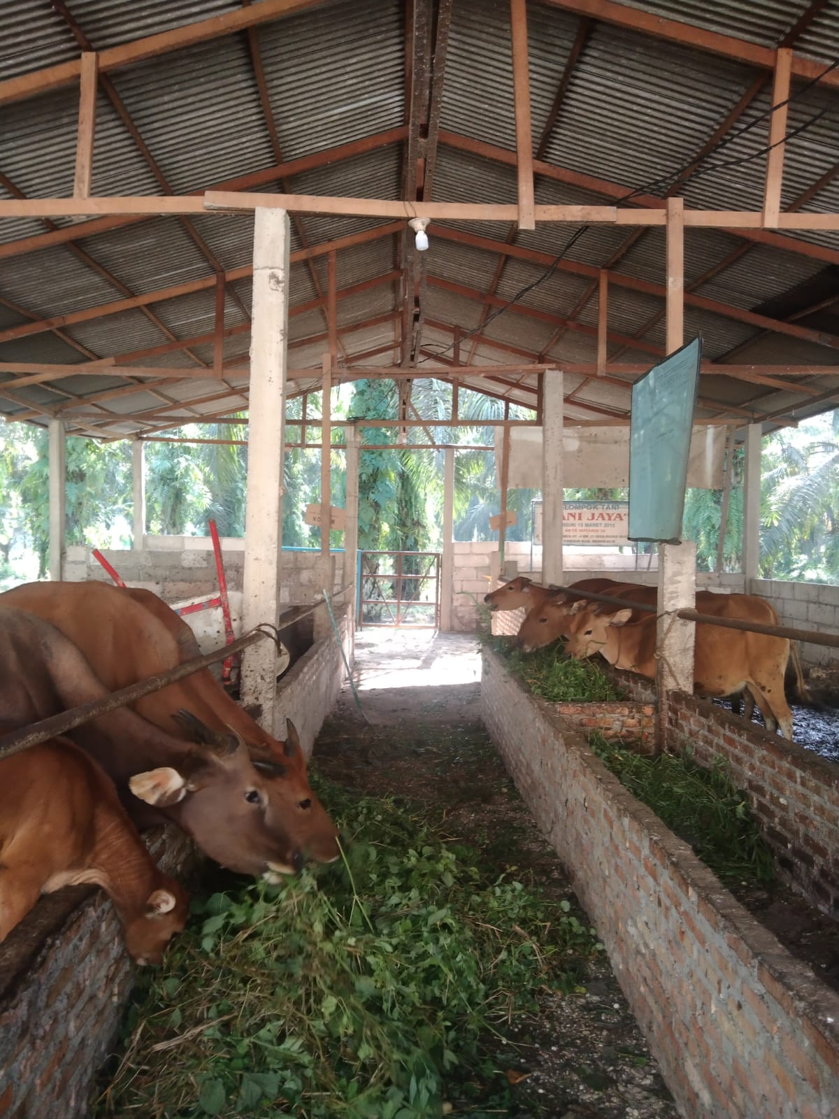 Sapi Pinjaman Beri Penghasilan Tambahan Bagi Petani Sawit