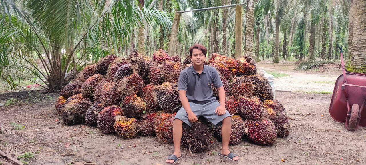 Alasan Petani Ogah Ikut Replanting Masih Kayak Dulu