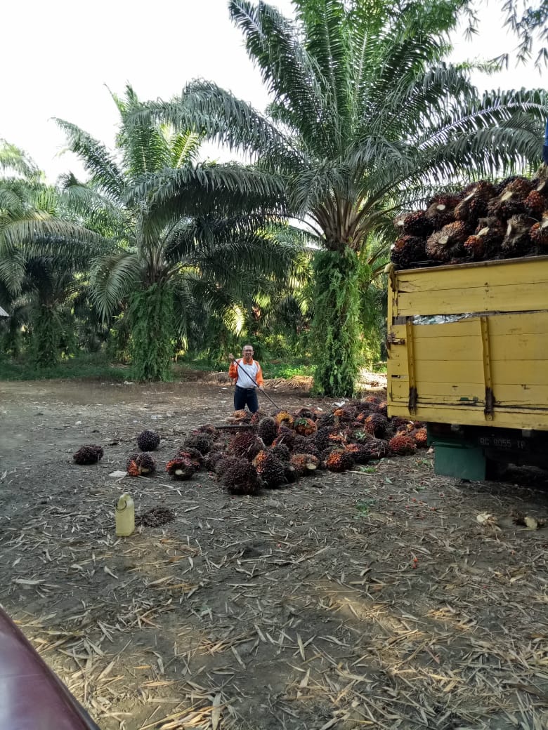 Ditunggu Hampir Sepekan, Barulah Harga TBS Berubah