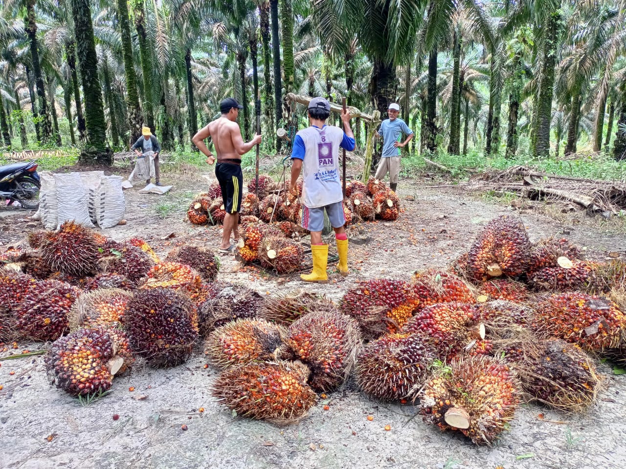 Di Babel, Harga Resmi TBS Naik Tipis