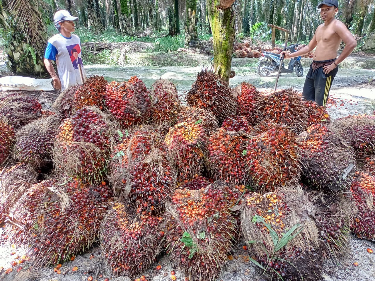 Harga TBS di Daerah ini Turun di Saat Harga CPO Naik