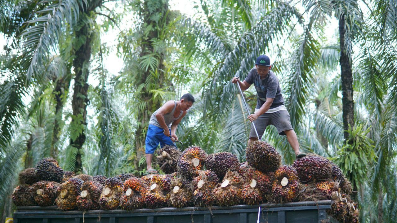 Harga TBS Naik Rp3 Ribuan, Petani Plasma Super Win...