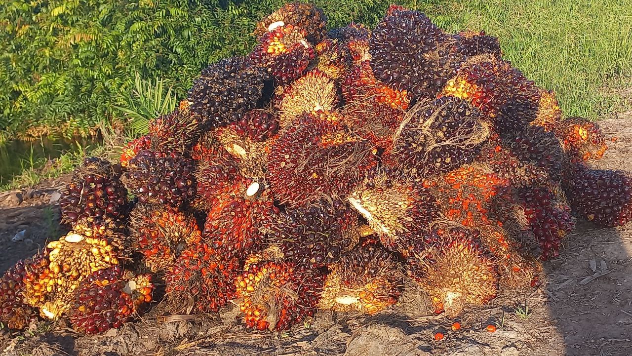 Distan Ingatkan Petani Jangan Tergiur Bibit Sawit Bodong