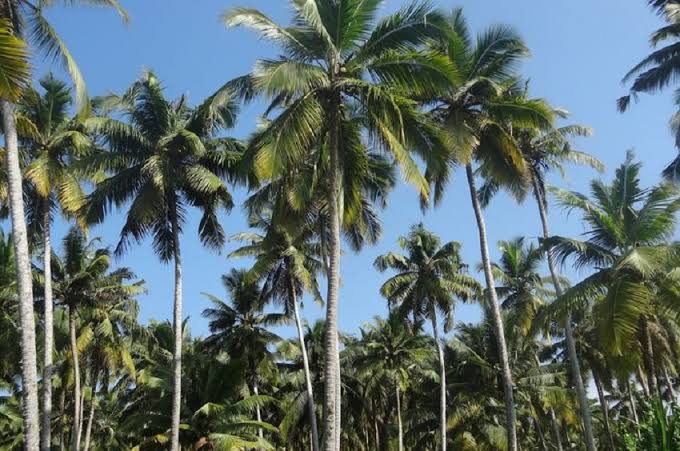 Perkebunan Kelapa di Inhil Bakal Jadi Eco Eduwisata