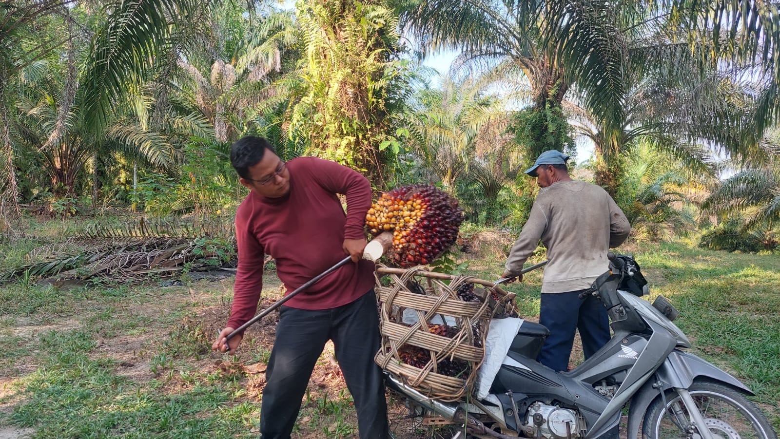 Permainan PKS Beli Sawit Petani dengan Harga Rendah