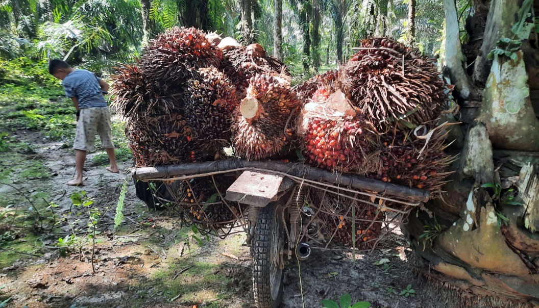 Petani: Pabrik Sawit Seenaknya Saja Turunkan Harga