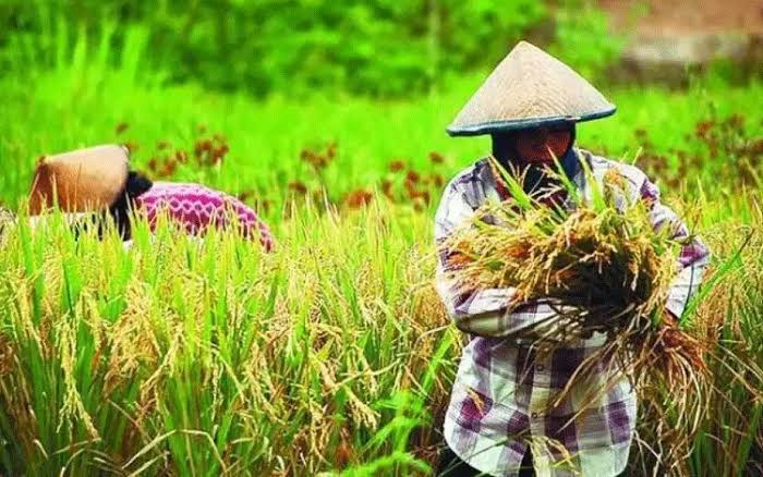 Nilai Tukar Petani Riau Merosot Gegara Sembako Mahal